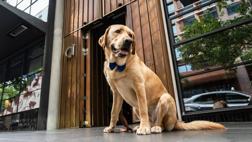 Le QT Melbourne propose une expérience unique de cueillette de chiens